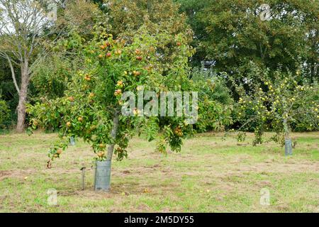 Apfelplantage voller Früchte - John Gollop Stockfoto