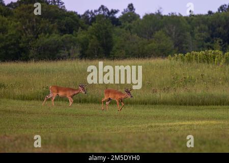 Weißschwanzböcke in Nord-Wisconsin. Stockfoto