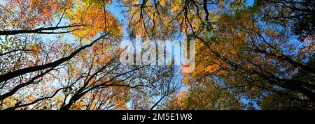 Herbst Baum Vordach an der Holme Fen SSSI, Holme, Cambridgeshire, England, Großbritannien Stockfoto