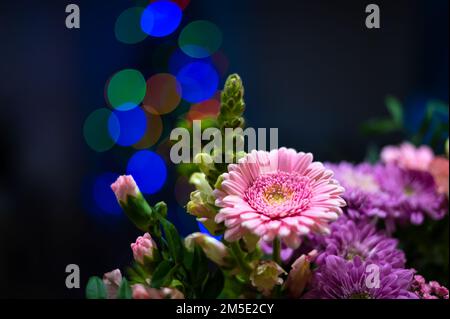 Ein Haufen Gerbera-Blumen vor dem weihnachtsbaum Stockfoto