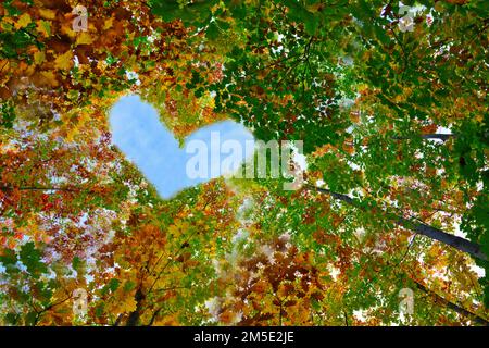 Herbstlandschaft. Gelber Baum, rot-orangefarbenes Laub im Herbstwald. Abstrakte Herbstlandschaft mit schöner Natur in der Oktobersaison Sonne und Herzform Stockfoto