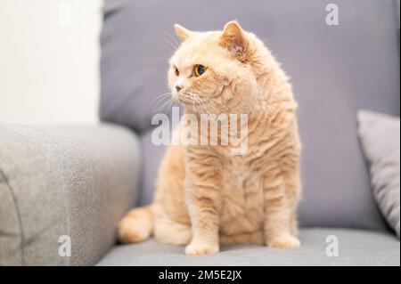 Die englische Kurzhaarkatze in Creme-Farbe liegt auf der grauen Couch. Süße Entspannung für Haustiere. Stockfoto