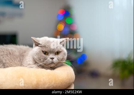 Die britische Katze liegt vor dem weihnachtsbaum mit leuchtenden Lichtern. Stockfoto