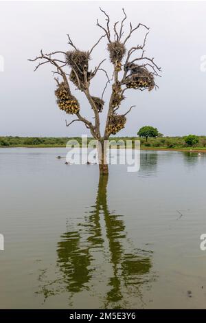 Alter Baum mit Nestern von Webervögeln (südliche Maskenweber, Ploceua velatus und Rotschnabelweber, Bubalornis niger) am Sunset Dam, L. Stockfoto