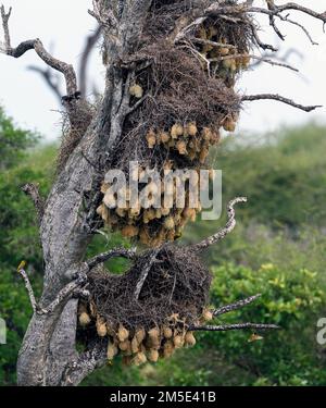 Alter Baum mit Nestern von Webervögeln (südliche Maskenweber, Ploceua velatus und Rotschnabelweber, Bubalornis niger) am Sunset Dam, L. Stockfoto