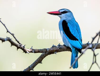 Woodland Kingfisher (Halcyon senegalensis) aus Berg-en-Dal, Kruger NP, Südafrika. Stockfoto