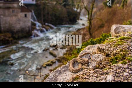 Würfelschlange am Fluss, Natrix tessellata Stockfoto