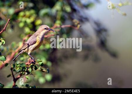 Weißbauch-Sonnenvogel (Cinnyris talatala, weiblich) bei der Fütterung in Zimanga, Südafrika. Stockfoto