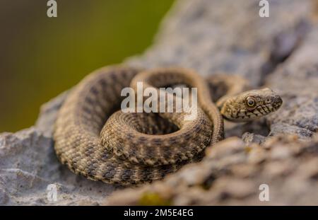Würfelschlange am Fluss, Natrix tessellata Stockfoto