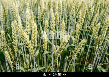 Das ukrainische Agro-Kulturfeld mit Weizen, noch unreifer grüner Weizen auf dem Feld, ukrainische Felder vor dem Krieg. Stockfoto