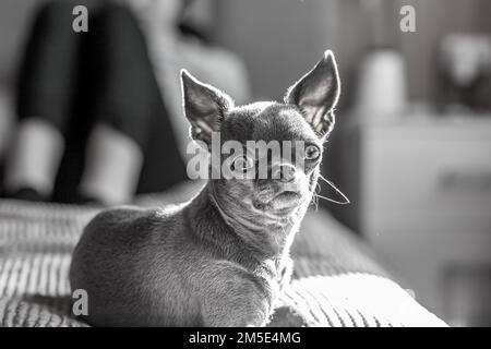 Eine Nahaufnahme zeigt einen süßen chihuahua Welpen einer Haussäugetiere, der sich auf einem Bett entspannt. Haustiere ruhen sich aus, schlafen. Eine rührende und emotionale Stockfoto