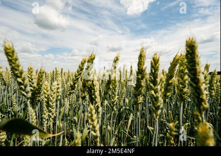 Das ukrainische Agro-Kulturfeld mit Weizen, noch unreifer grüner Weizen auf dem Feld, ukrainische Felder vor dem Krieg. Stockfoto