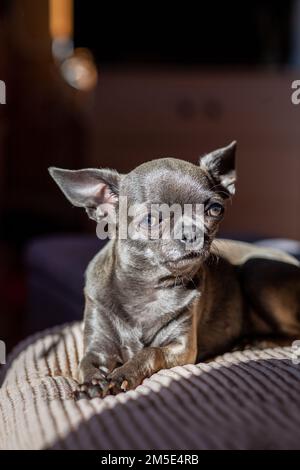 Eine Nahaufnahme zeigt einen süßen chihuahua Welpen einer Haussäugetiere, der sich auf einem Bett entspannt. Haustiere ruhen sich aus, schlafen. Eine rührende und emotionale Stockfoto