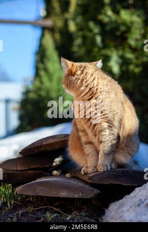 Im Frühling betritt eine schöne gestreifte Katze auf der Terrasse in der Nähe des Hauses. Auf dem grünen Gras liegt noch Schnee. Stockfoto