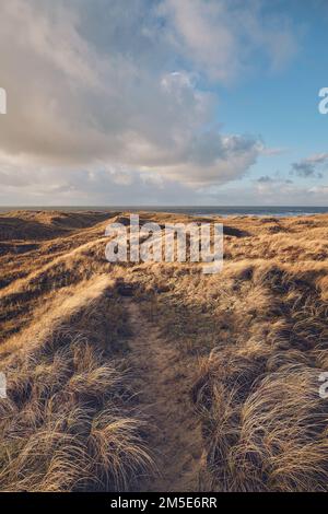 Breite Grasdünen in Dänemark im Winter. Hochwertiges Foto Stockfoto