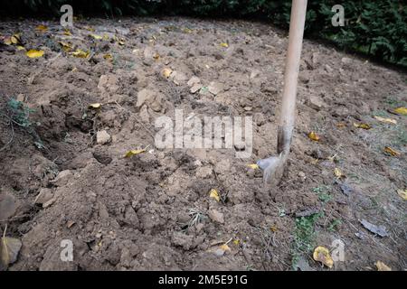 Grabarbeiten in einem Gemüsegarten zur Vorbereitung des Landes für die Frühjahrssaat. Stockfoto