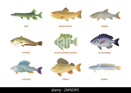 Flussfische bereit. Isolierte Fische auf weißem Hintergrund. Stock Vektor