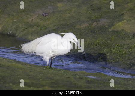 Little Egret ganz weiß fängt einen kleinen Fisch in einem kleinen Bach bei Ebbe mit grünem Seetang, da der Hintergrund deutlich langen schwarzen Schnabel und Auge zeigt Stockfoto