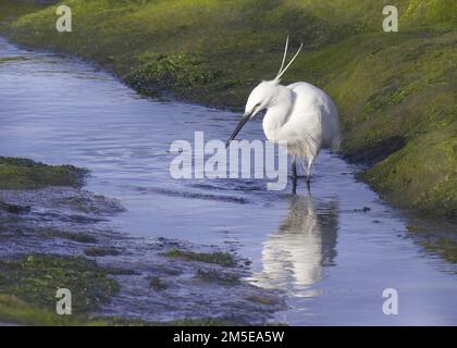 Little Egret, ganz weiße Federn, langer schwarzer Schnabel und mit klaren Kopffahnen waten im blauen Wasser und suchen nach Fischen mit grünen Seetang am Ufer als Hintergrund Stockfoto