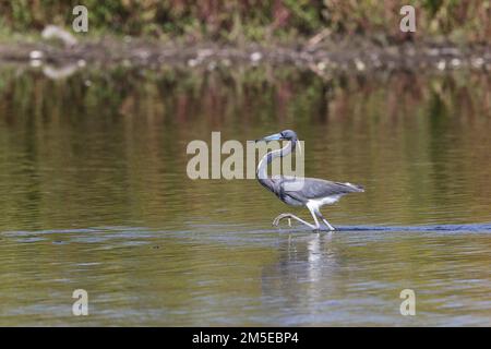 Der dreifarbige Heron Myakka River State Park Florida USA Stockfoto