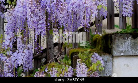 Die schönen Samtblumen blühen auf alten, hölzernen Handläufen Stockfoto