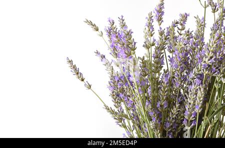 Blumiger Hintergrund mit blühenden Lavendelspitzen auf weißem isoliertem Hintergrund Stockfoto