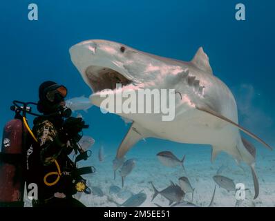 Taucher interagieren mit einem Tigerhai (Galeocerdo cuvier) in Bimini, Bahamas Stockfoto