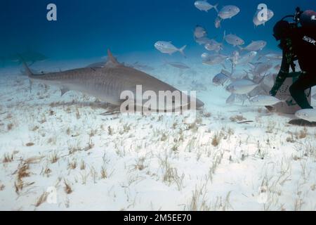 Taucher interagieren mit einem Tigerhai (Galeocerdo cuvier) in Bimini, Bahamas Stockfoto