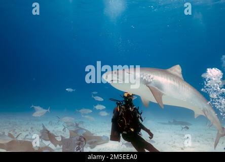 Taucher interagieren mit einem Tigerhai (Galeocerdo cuvier) in Bimini, Bahamas Stockfoto