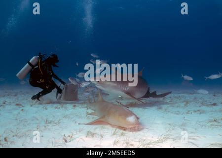 Taucher interagieren mit einem Tigerhai (Galeocerdo cuvier) in Bimini, Bahamas Stockfoto