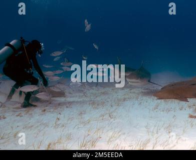 Taucher interagieren mit einem Tigerhai (Galeocerdo cuvier) in Bimini, Bahamas Stockfoto