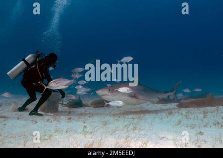 Taucher interagieren mit einem Tigerhai (Galeocerdo cuvier) in Bimini, Bahamas Stockfoto