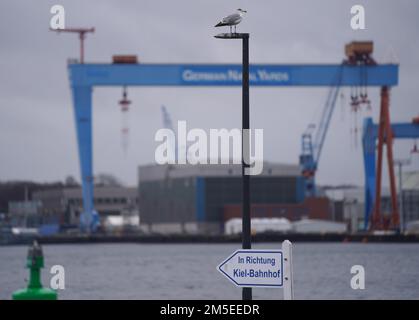 Kiel, Deutschland. 28. Dezember 2022. Eine Möwe steht auf einem Lampenpfahl am Kiel Fjord. Kredit: Marcus Brandt/dpa/Alamy Live News Stockfoto