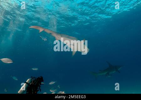 Taucher interagieren mit einem Tigerhai (Galeocerdo cuvier) in Bimini, Bahamas Stockfoto