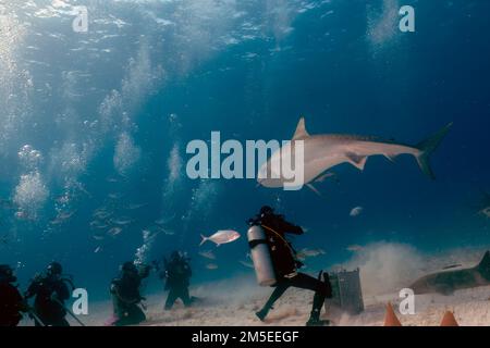 Taucher interagieren mit einem Tigerhai (Galeocerdo cuvier) in Bimini, Bahamas Stockfoto