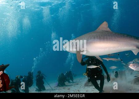 Taucher interagieren mit einem Tigerhai (Galeocerdo cuvier) in Bimini, Bahamas Stockfoto