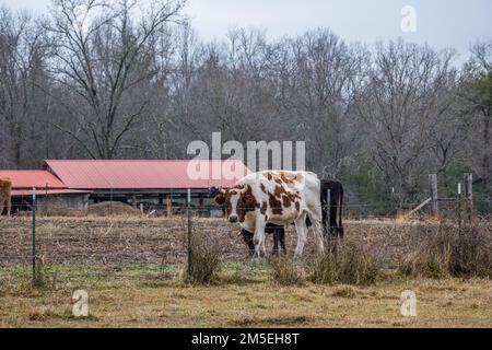 Eine große Kuh mit Hörnern steht am Zaun und beobachtet mit einer anderen Kuh nebenan in der Nahaufnahme auf einem Bauernhof im Winter Stockfoto