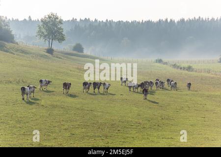 Herde von Montbeliarde-Kühen auf einer Weide. Doubs, Frankreich. Stockfoto