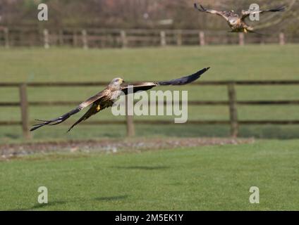 Ein Paar rote Drachen ( Milvus milvus ) in Aktion . Sie fliegen in Richtung Kamera und zeigen ihr wunderschönes Gefieder. Suffolk, Großbritannien Stockfoto