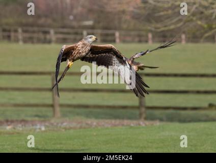 Ein Paar rote Drachen ( Milvus milvus ) in Aktion . Einer startete, ging in Richtung Kamera und zeigte sein wunderschönes Gefieder. Suffolk, Großbritannien Stockfoto