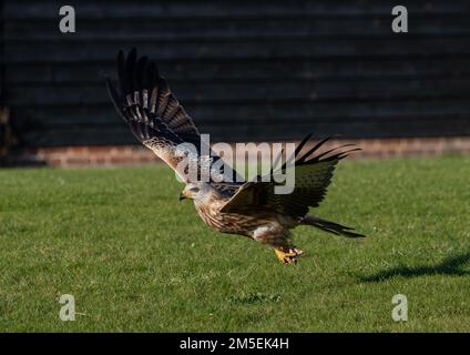 Eine intime Aufnahme eines roten Drachen ( Milvus milvus ), der abhebt. Die ausgestreckten Flügel zeigen die Farben, Federn und Nahaufnahmen. Suffolk, Großbritannien. Stockfoto