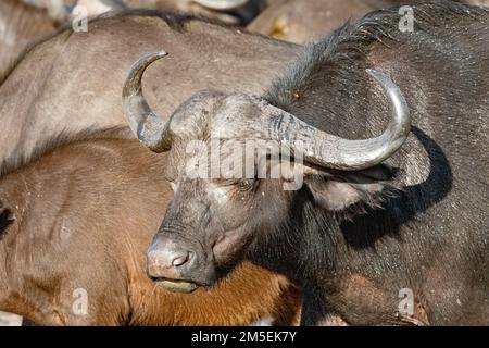 Gesicht und Schultern eines Büffels im Kruger-Nationalpark, Südafrika Stockfoto