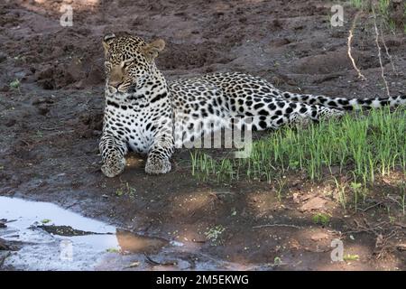 Weibliche Leopardin, die auf einem getrockneten Schlammfleck auf einer schattigen Lichtung im Kruger-Nationalpark, Südafrika, liegt Stockfoto