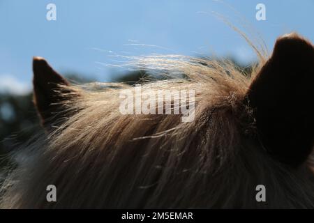 Detail eines isländischen Pferdekopfes bei Sonnenschein Stockfoto