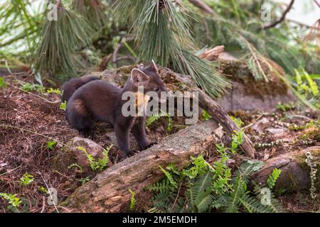 American Pine Marten (Martes americana) Trikotsatz befindet sich auf dem Boden Offen Sommer - ein in Gefangenschaft gehaltenes Tier Stockfoto