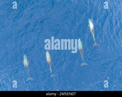 Eine Gruppe von Rissos Delfinen, Grampus griseus, schwimmt im Südpazifik in der Nähe der Salomonen. Erwachsene neigen dazu, stark vernarbt zu sein. Stockfoto