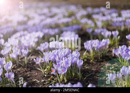 Viele lila Krokusblüten. Viele holländische Frühlingskrokusblüten auf dem Feld Stockfoto