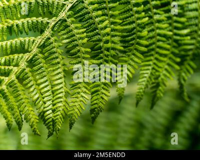 Ein Farnblatt, eine Nahaufnahme. Schöne Pflanze, Makrofoto. Grünfarnpflanze in Nahaufnahme Stockfoto
