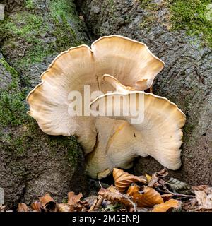Hähnchen-Pilz auf einem Baumstumpf Stockfoto