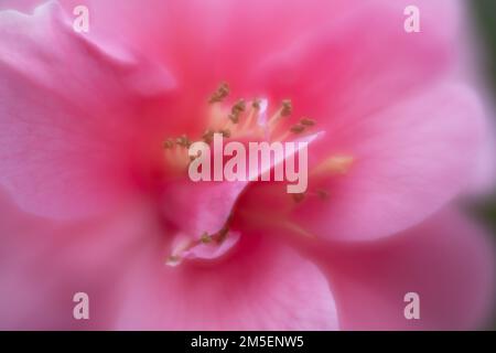 Neblig weiche, abstrakte Nahaufnahme einer pinkfarbenen Blume Stockfoto